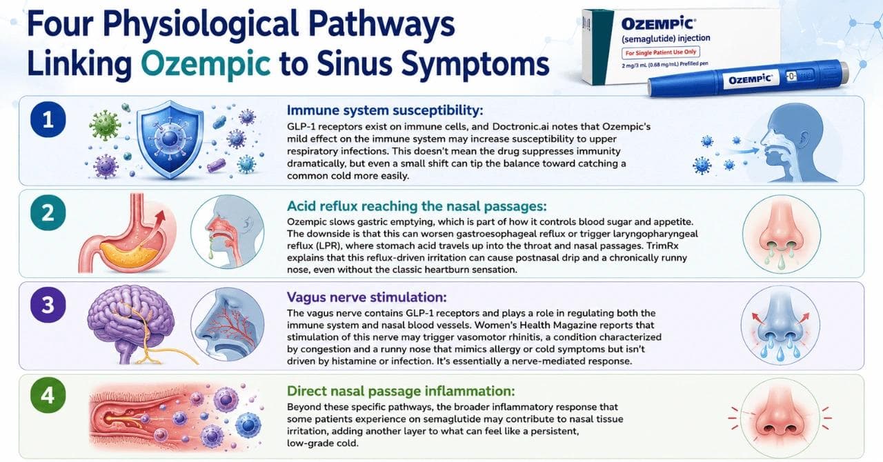Four Physiological Pathways Linking Ozempic to Sinus Symptoms
